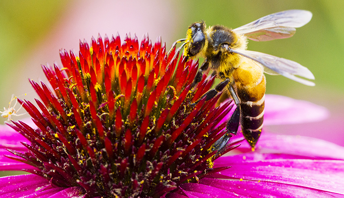 Pesticides Threaten Bee Colonies, Thereby Threatening Our Food Supply