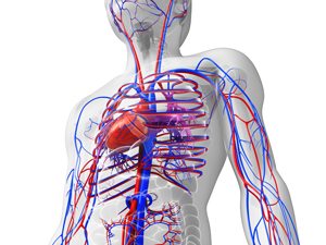 Improved Cardiovascular Parameters With a Nutrient-Dense, Plant-Rich Diet-Style: A Patient Survey With Illustrative Cases